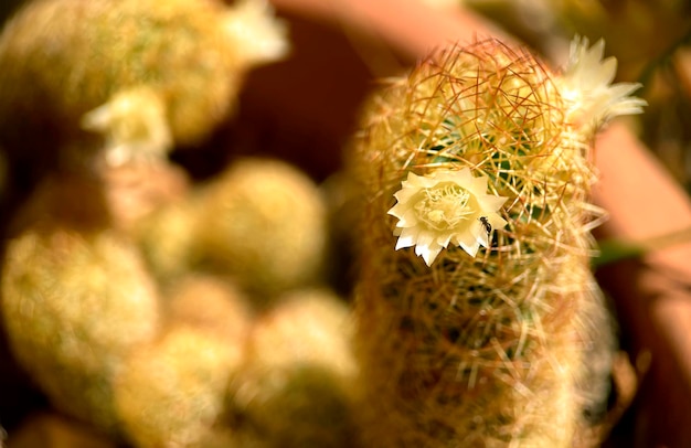 Foto gratuita fotografia macro di un cactus in fiore