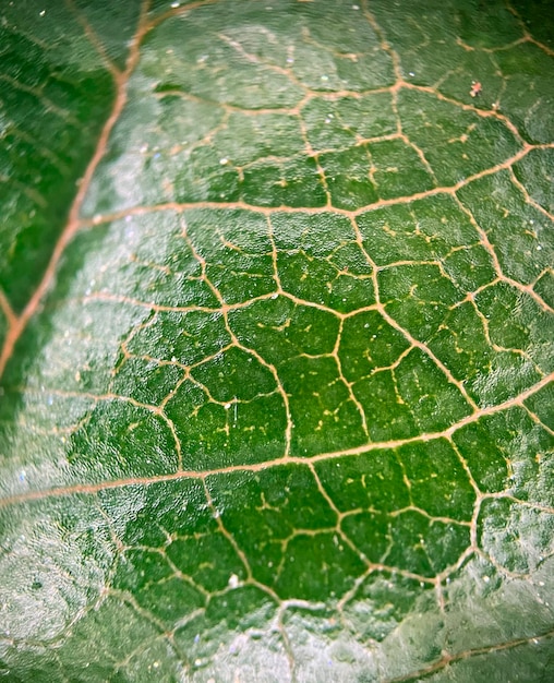 Foto gratuita fotografia macro di una foglia verde