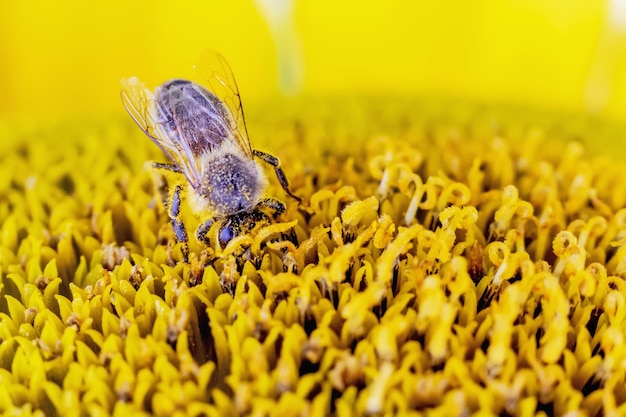 Macro photography of bee sitting on sunflower flower collecting pollen