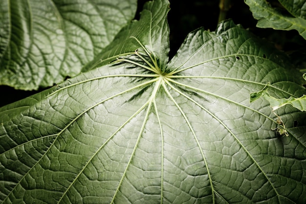 Free photo macro photography of green tropical leaf