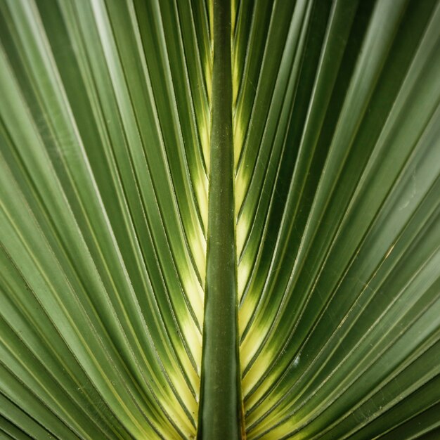 Macro photography of green tropical leaf