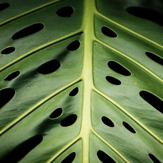 Macro photography of green tropical leaf