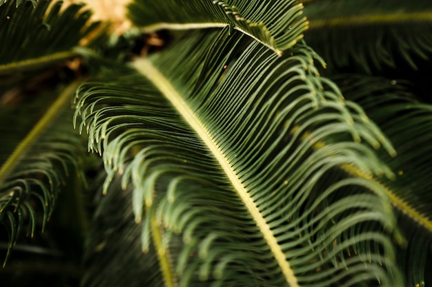 熱帯の緑の植物のマクロ撮影