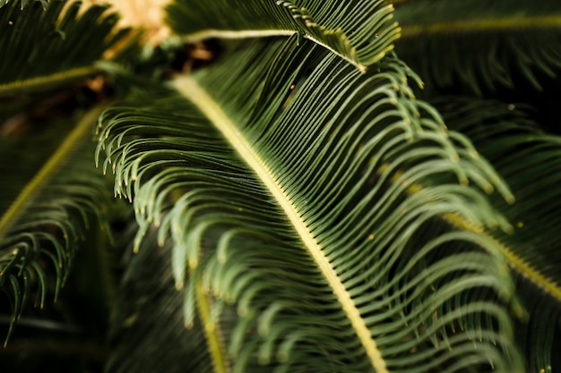 Macro photography of green tropical plant