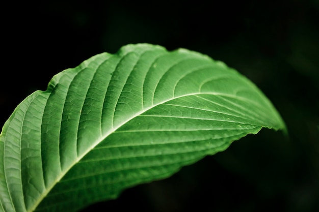 어두운 배경으로 잎의 매크로 사진