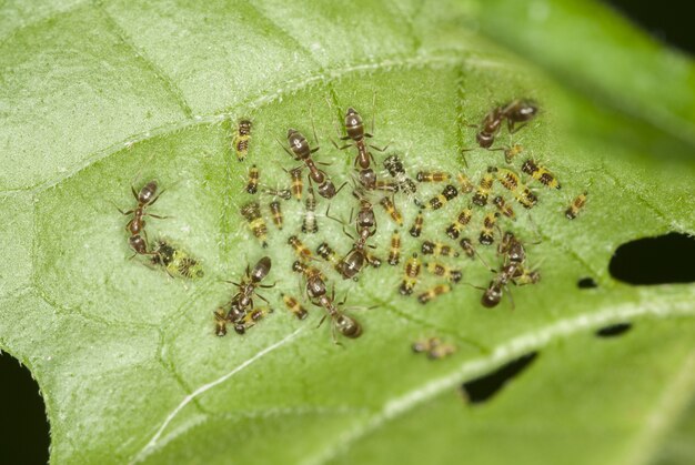 녹색 잎에 앉아 개미 그룹의 매크로 사진 촬영