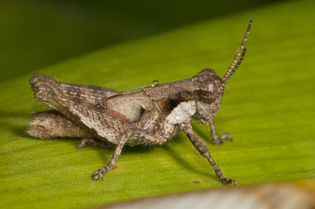 Macro photography shot of a band-winged grasshopper sitting on a fresh green leaf