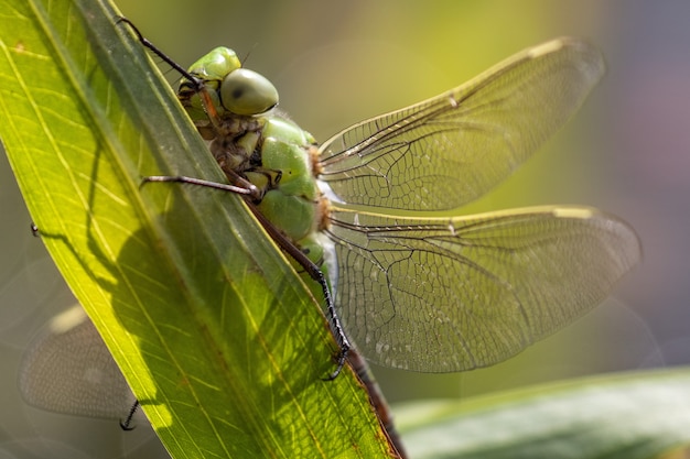 Macro photography shot of a big green dargonfly standing on a leaf during a bright sunny day