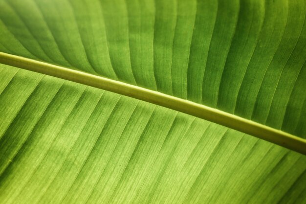 Macro photography of tropical leaf