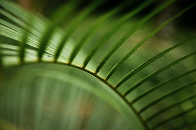 Macro photography of tropical leaf