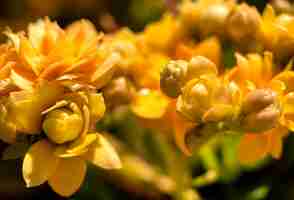 Free photo macro photography of yellow flowers