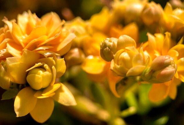 Macro photography of yellow flowers