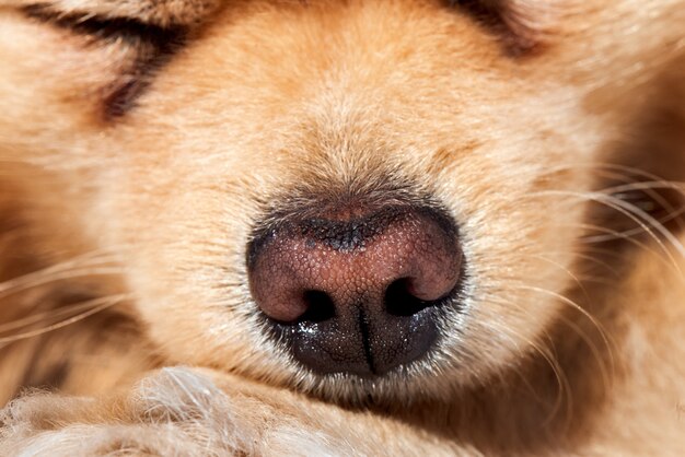 Macro pomeranian spitz dog nose