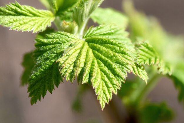 Macro raspberry green leaves in garden