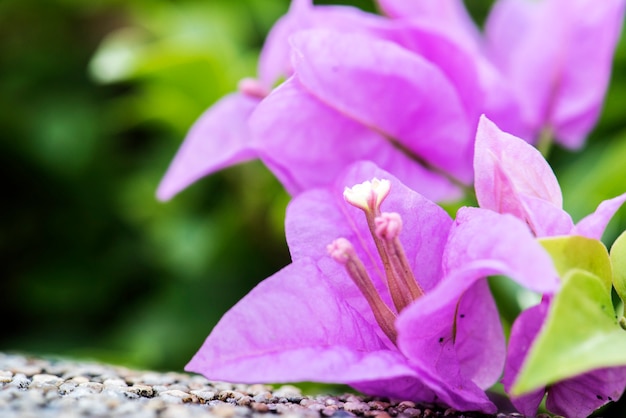 本物の自然ブーゲンビルの花の花植物のマクロ