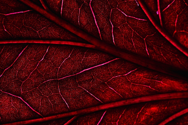 Free photo macro of a red leaf