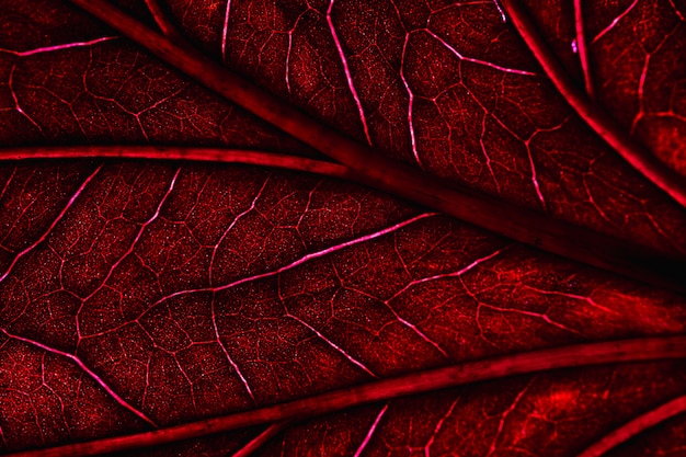 Macro di una foglia rossa