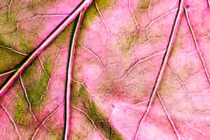 Free photo macro of a red leaf