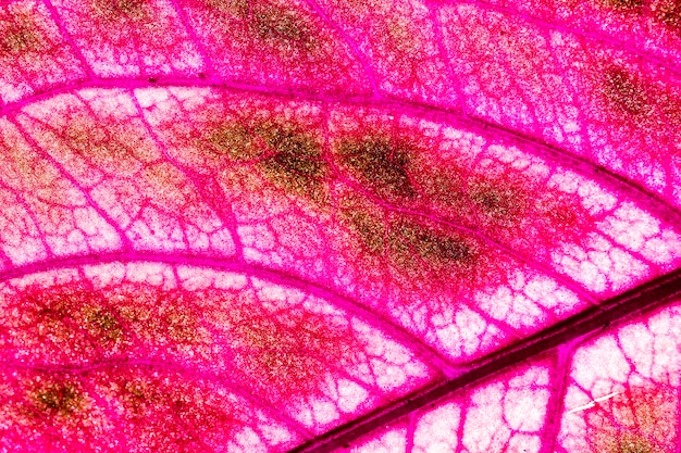 Macro of a red leaf