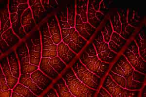 Free photo macro of a red leaf