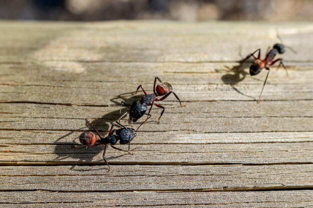 Premium Photo Macro Of Several Queen Ants Looking For A Mate To Make A Nest