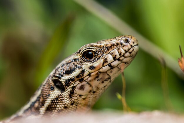 Macro shallow focus shot of a face of a common lizard with a blurred planted background