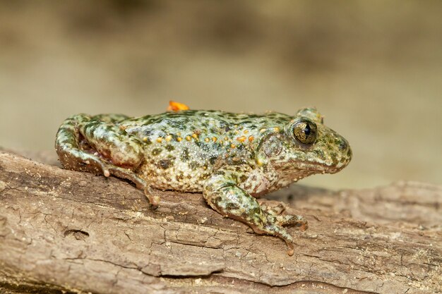 Macro shot of an Alytes obstetricans with greenish hues on the wood