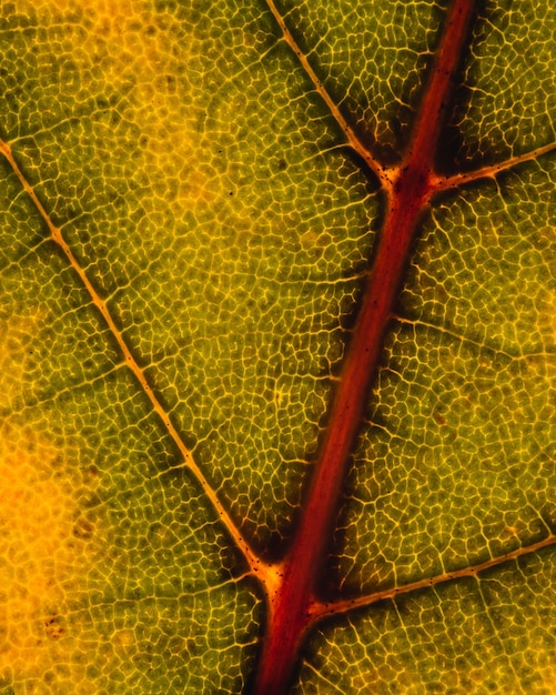 Macro shot of a backlit Chinese Horse chestnuts leaf in autumn. South Korea