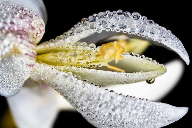 Macro shot of beads of water on a snowdrop