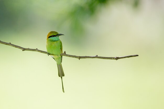 Macro shot of a beautiful bee-eater sitting on a tree branch with a blurry
