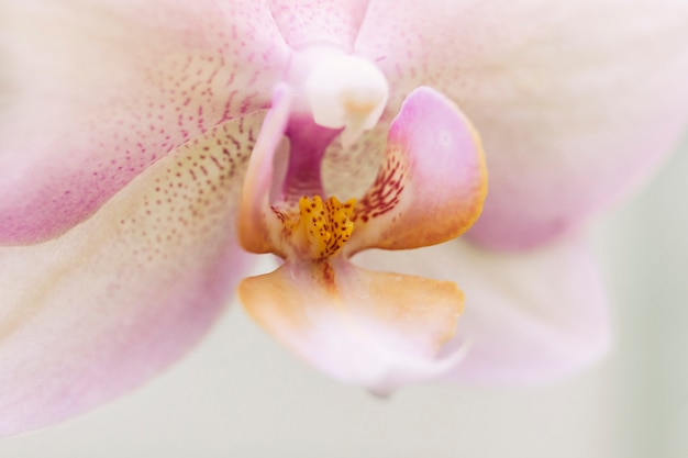 Макросъемка красивой орхидеи моли