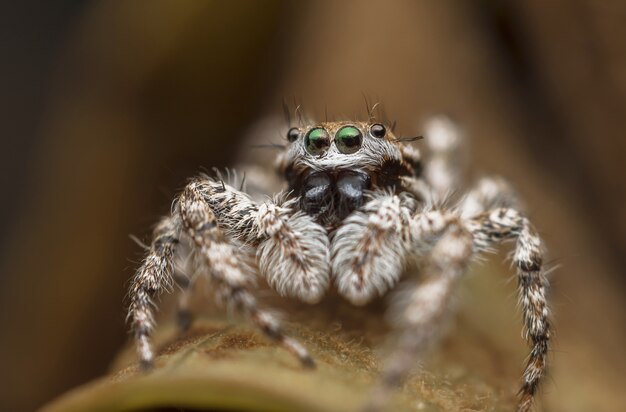 Macro shot of a beautiful spider