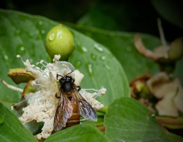 Macro shot of a bee sipping the nectar from a white flower in the garden