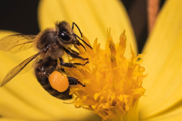 꽃가루 바구니가 가득 찬 벌의 매크로 샷, 노란색 꽃에서 꽃가루와 꿀을 수집