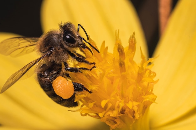 黄色い花から花粉と花蜜を集めて、花粉かごがいっぱいになったミツバチのマクロ撮影