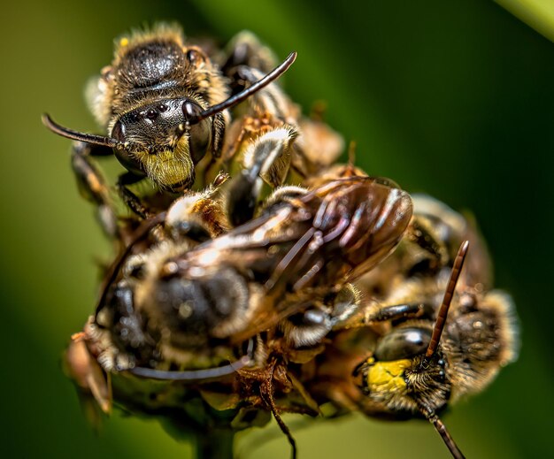 Macro shot of bees all gathered on a flower outdoors during daylight