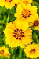 Free photo macro shot of the blossomed beautiful, yellow lance-leaved coreopsis flowers