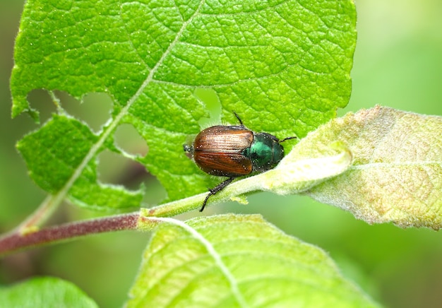 Macro shot of the brown garden chafer on a leaf