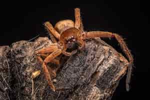 Foto gratuita ripresa macro di un ragno lupo marrone e spaventoso con otto occhi