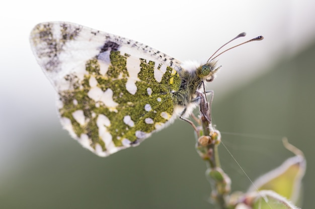 Macro shot of a butterfly in their natural environment.  Latin - Anthocharis cardamines