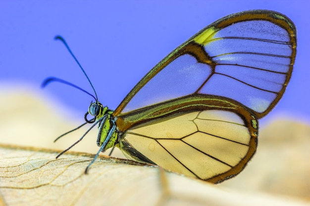 紫色の背景に透明な翼を持つ蝶のマクロ撮影