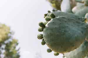 Free photo macro shot of cactus plant