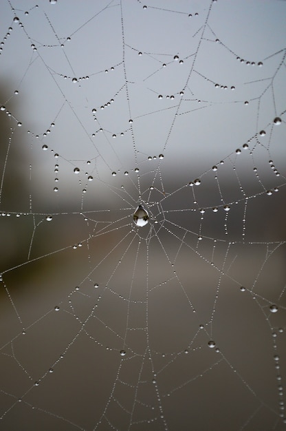 Макросъемка паутины с каплями воды после дождя