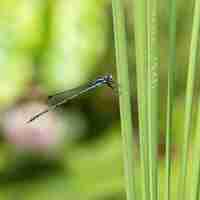 Foto gratuita ripresa macro di un contagio seduto su una foglia