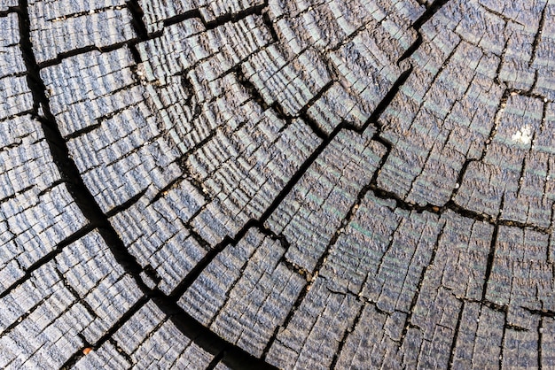 Макросъемка распиленного дерева с узорами и линиями