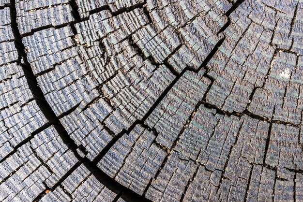 Macro  shot of the cut wood with patterns and lines