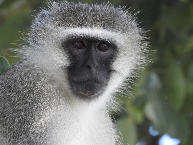 Macro shot of a cute African monkey