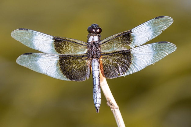 Macro shot of a dragonfly on a dried stick against a blurred background