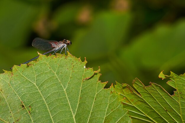 Macro shot of a dragonfly on a green plant