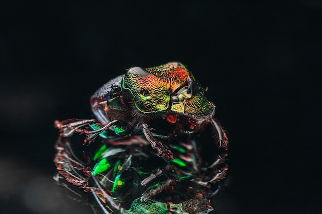 Macro shot of the exotic colourful beetle